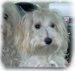 Dandy a Gerri